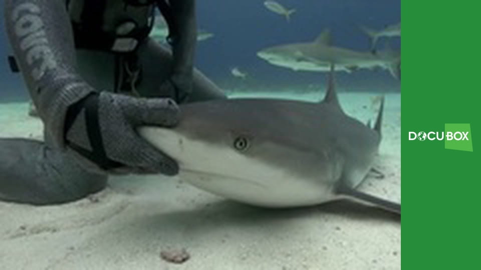 Podwodny świat S5E8