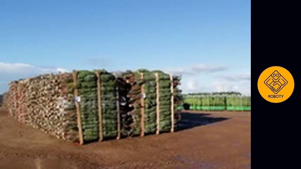 Praca na plantacji choinek bożonarodzeniowych ? *Jak długo rośnie choinka?*