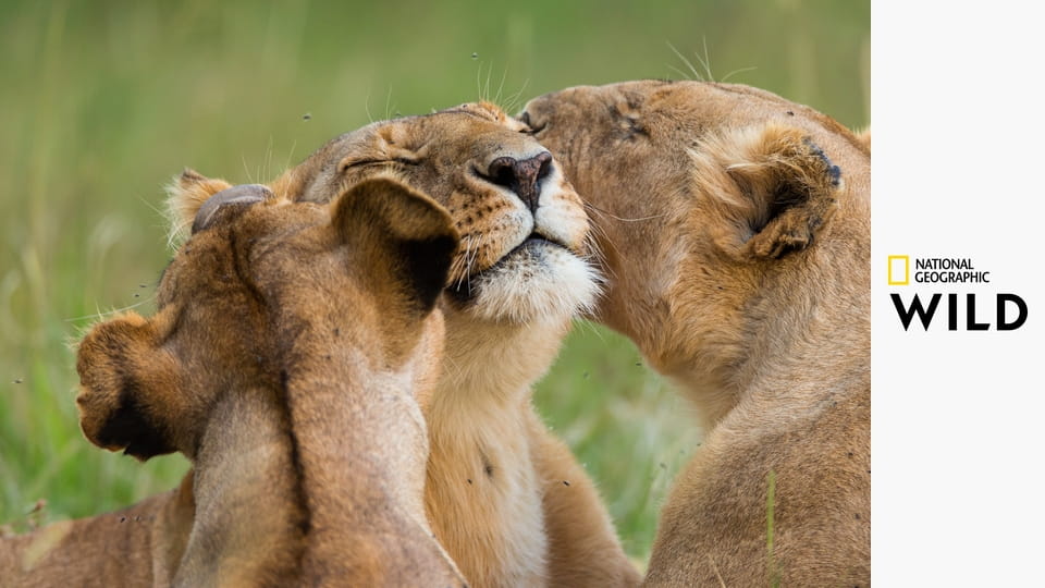 Дикие инстинкты S1E3 - Фактор страха