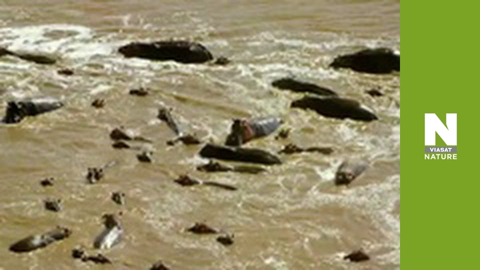 Безкрайня Африка - Долина Луангви