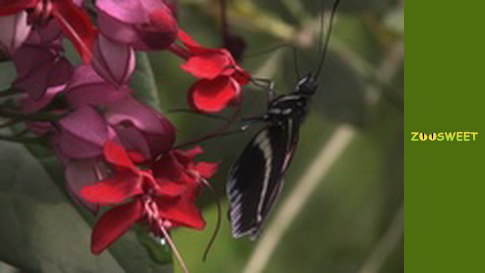 Знайомство з дикою природою, Випуск 20