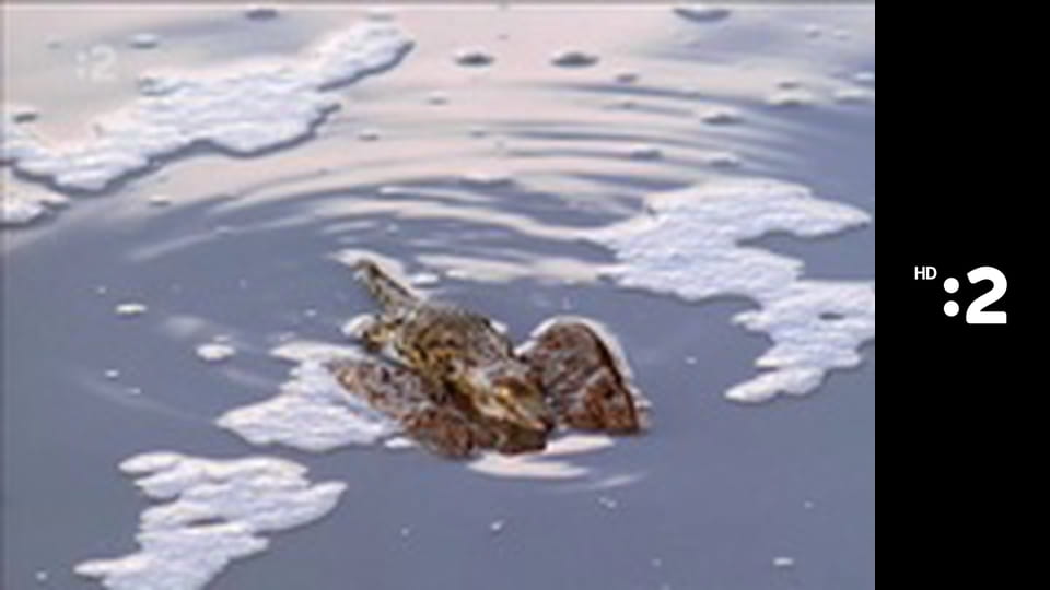 Byť tak zvieratkom E18 - Slon