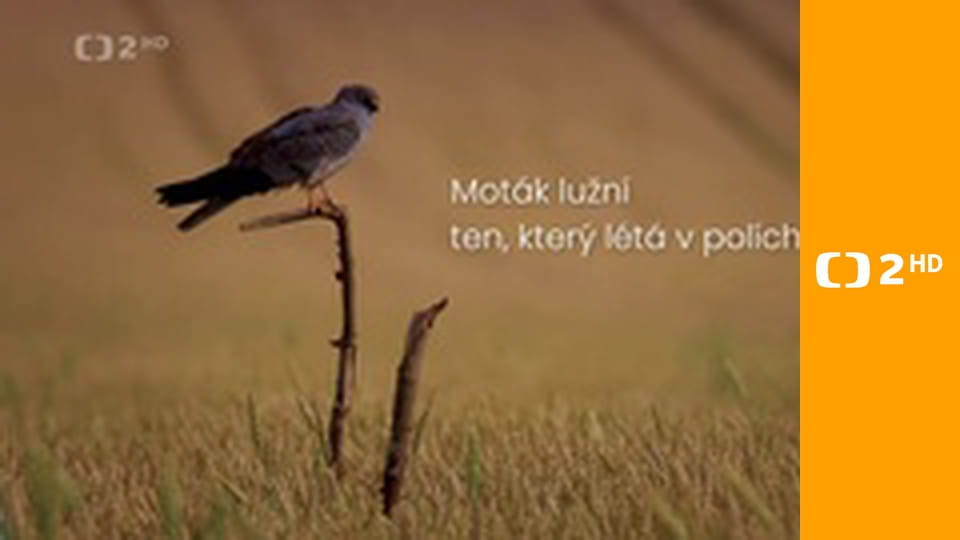 Moták lužní - ten, který létá v polích