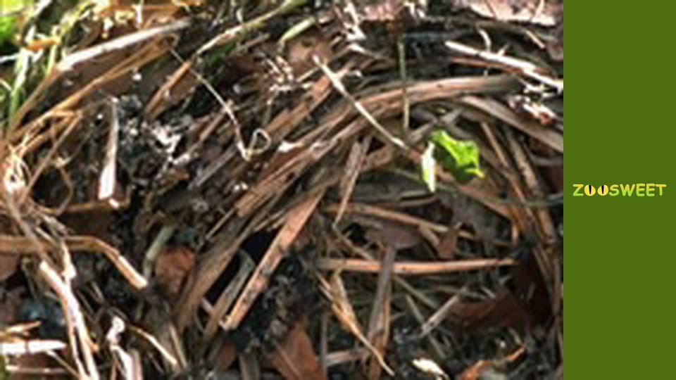 Знайомство з дикою природою, Випуск 1