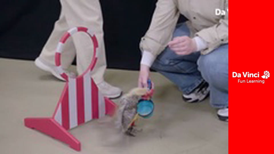 The One Thing - Zoe Tomas Creole: Bird Trainer Superstar