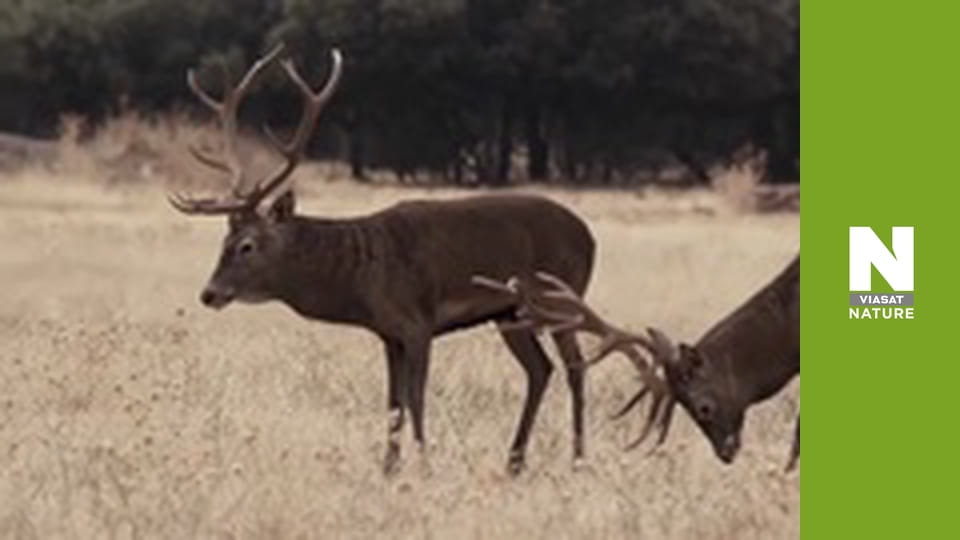 Дикі борці - Боротьба за кохання
