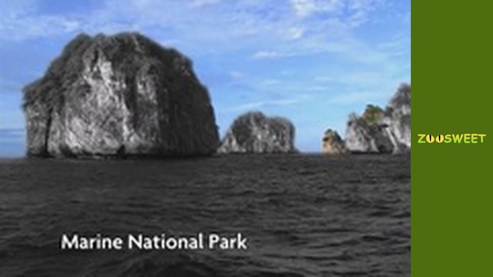 Мои любимцы - cерия 9