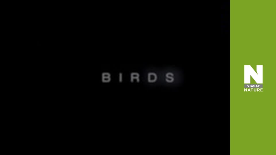 Birds - Living Together