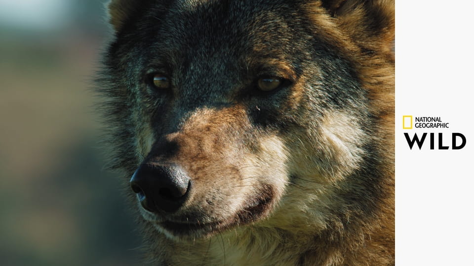 Дикие охотники S1E1 - Кошки