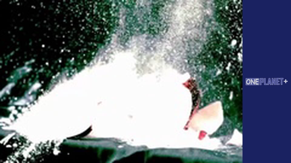 Фестивалі планети, Сезон 1, Випуск 12