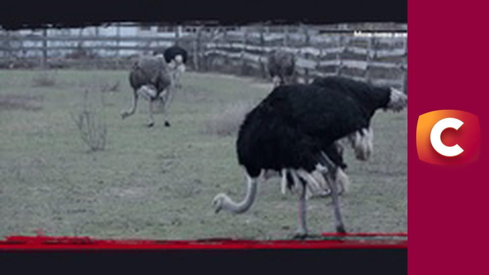 "Історія одного злочину", 6 сезон, 40 еп. "Мертвих не запитаєш".