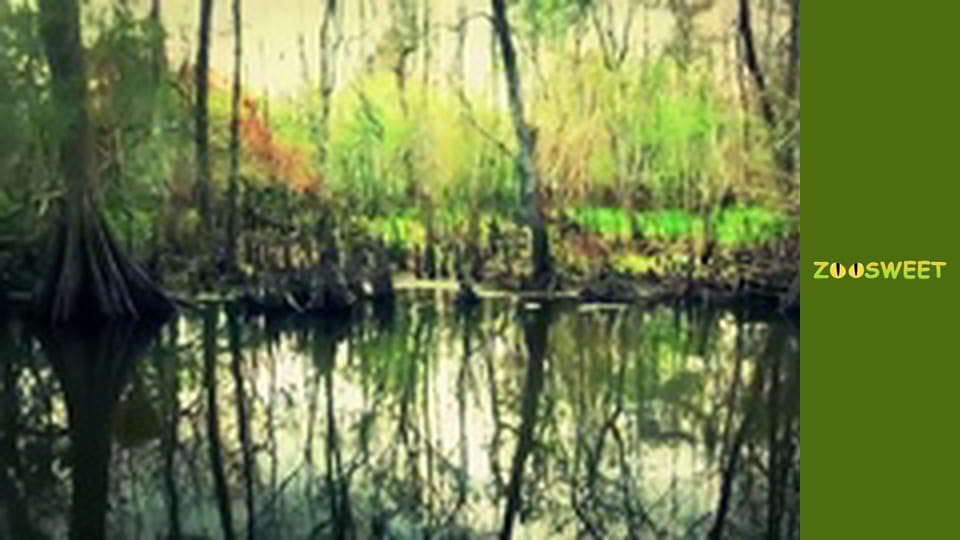 Дике життя, Сезон 1, Випуск 8