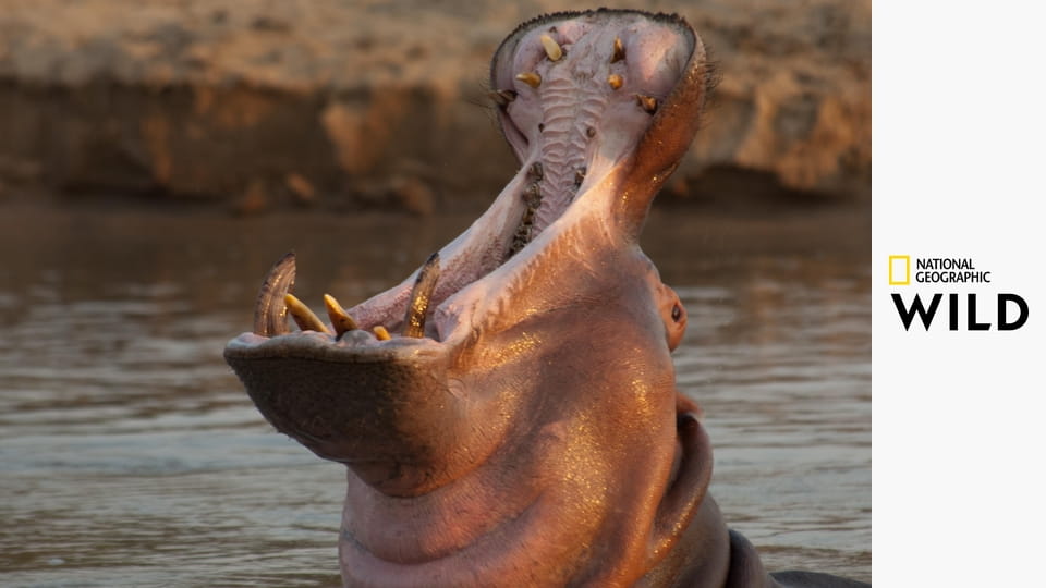 Хищники Африки S2E2 - Один в поле не воин