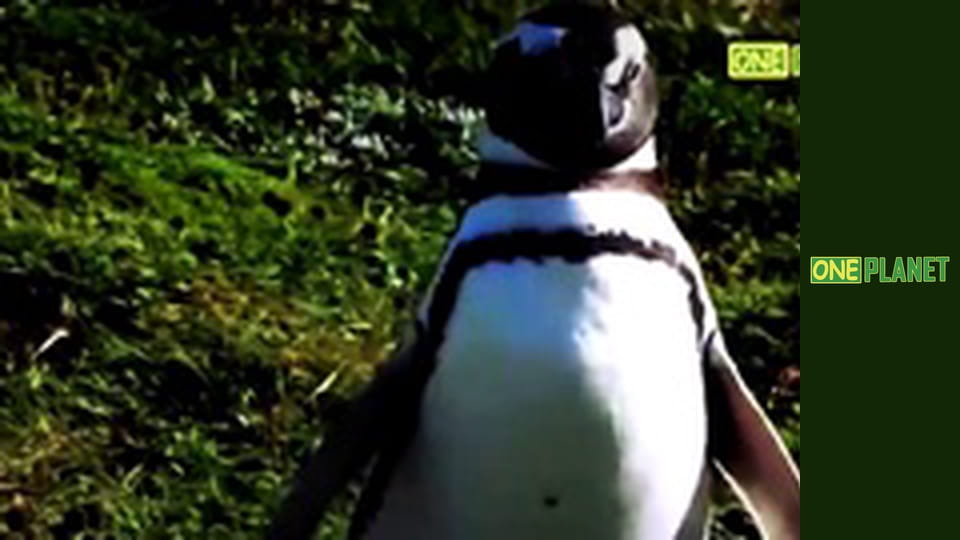 Дике життя, 11 еп.