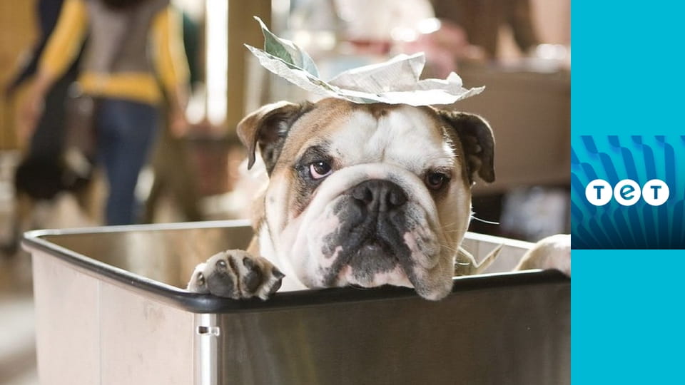 Готель для собак