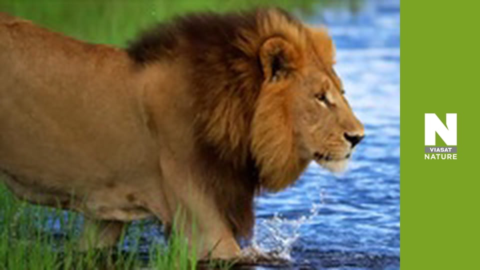 Безкрайня Африка - Долина Луангви