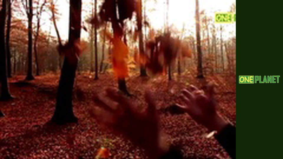 Чудеса природы, 3 эп.