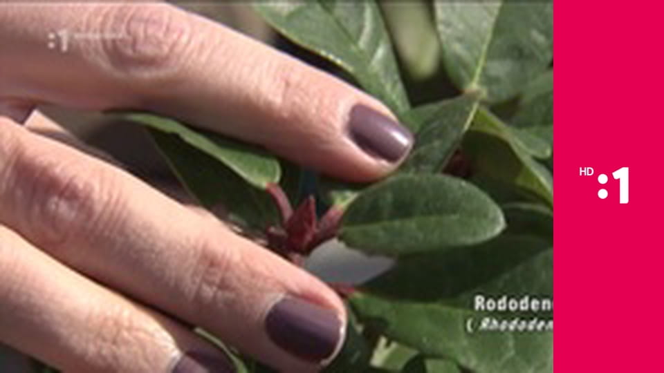 Postav dom, zasaď strom E31