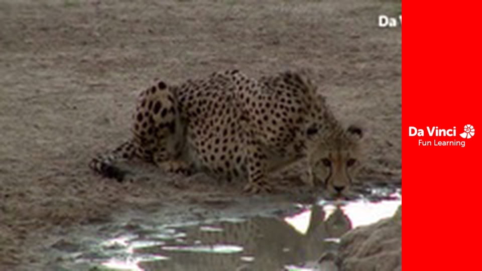 Siyaya - Come Wild With Us - Into the Thirstland