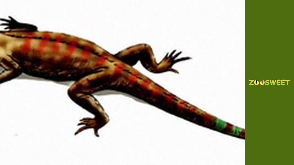 Дике життя, Сезон 1, Випуск 10