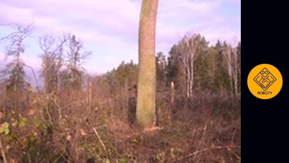 PRACA W TARTAKU *wycinka, suszenie, obróbka, montaż*