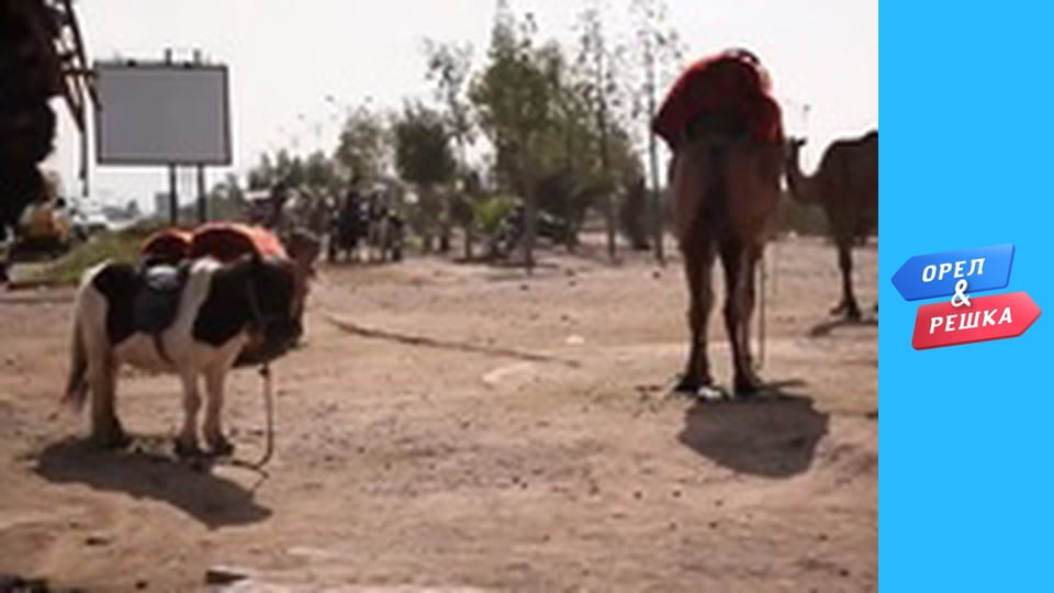 Season 4 Episode 12 - Marrakesh