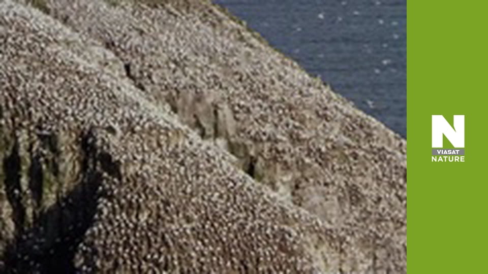 Wild Canada - Winter