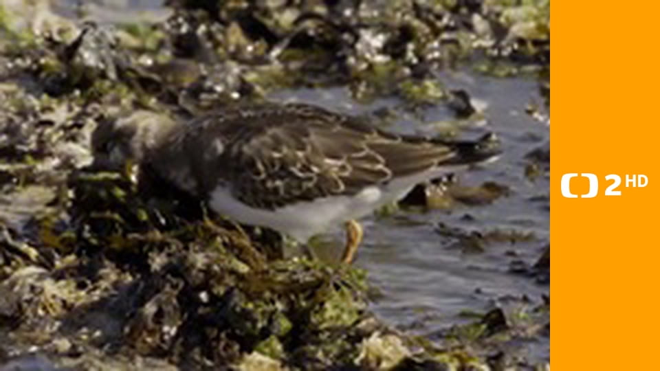 Příroda Nizozemska