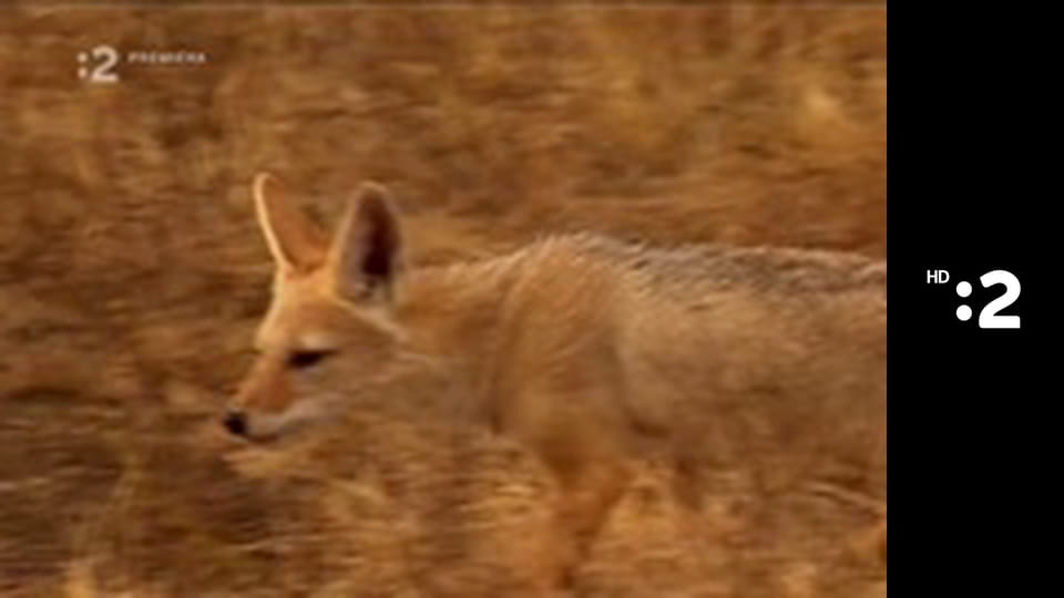 Byť tak zvieratkom E24 - Šakal