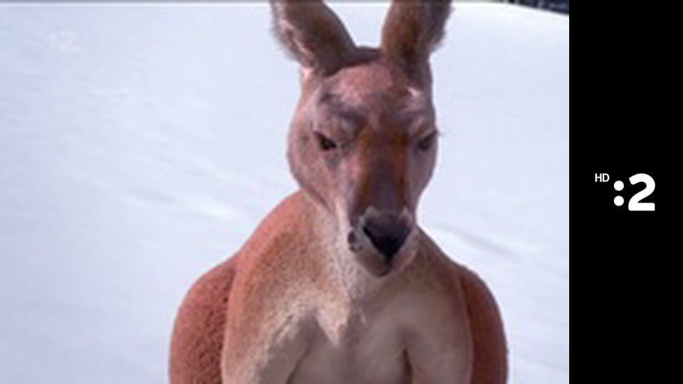 Mimi a Líza S1E11 - Dážďovka Tour