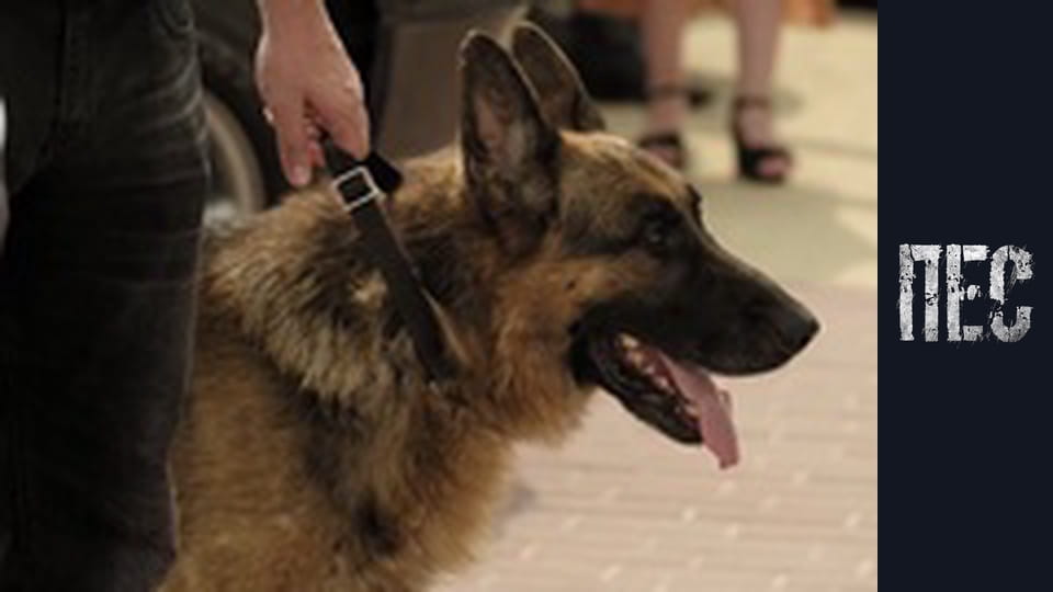 Пес, Сезон 2, Серія 4