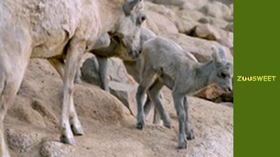 Дикі тварини Сан-Дієго - серія 17