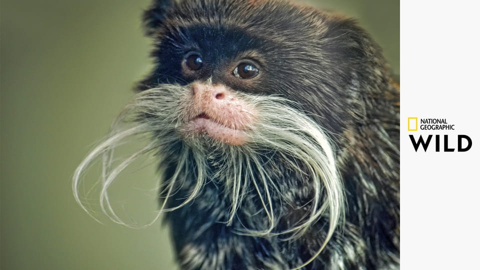 Самые странные животные Южной Америки S1E2 - Страна великанов и пигмееев