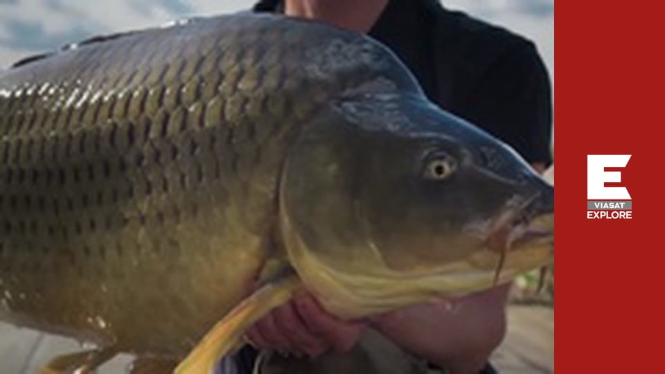 Короп-монстр - Сезон 5 - Таїланд