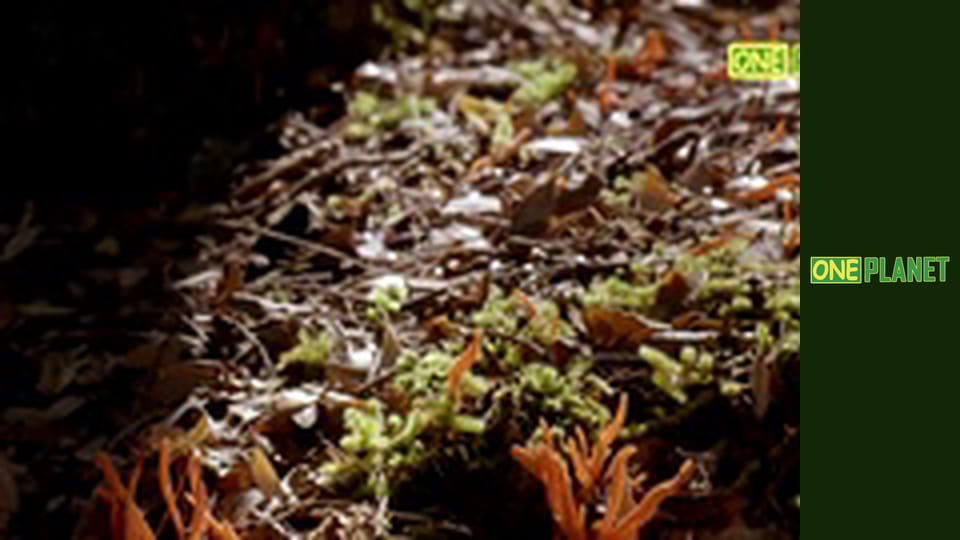 Королевство. Как грибы создали наш мир.