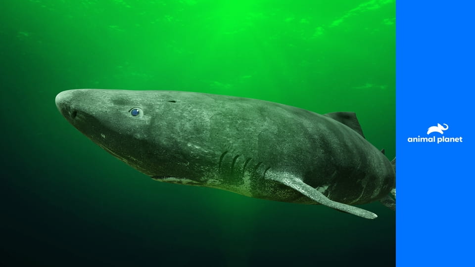 Секреты природы S1E21 - Скандал больших кошек