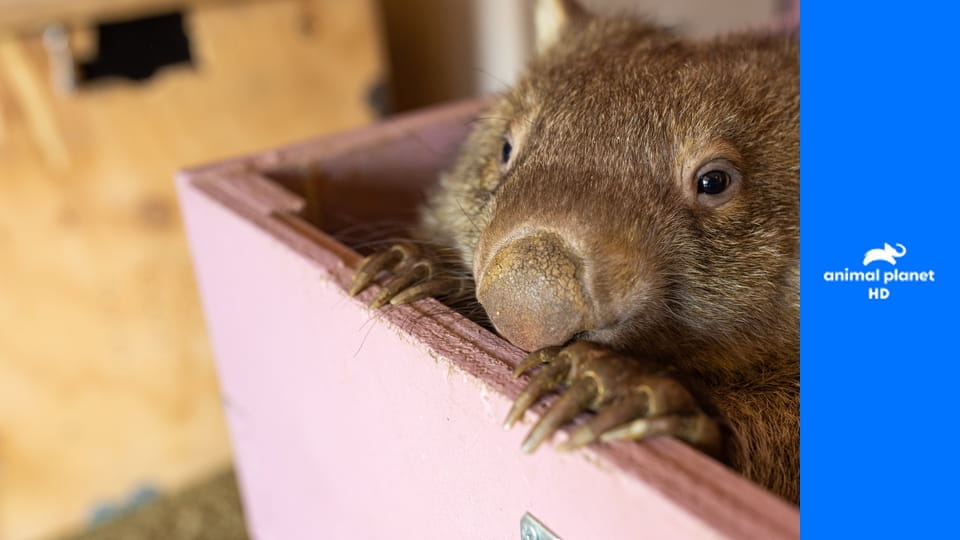 Герои среди нас S2E6