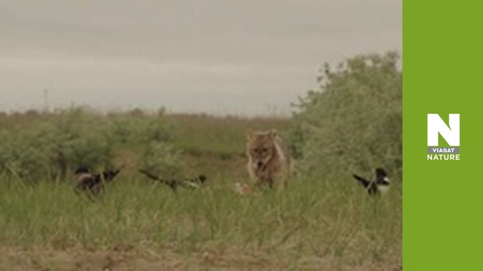 Дикі борці - Боротьба за їжу