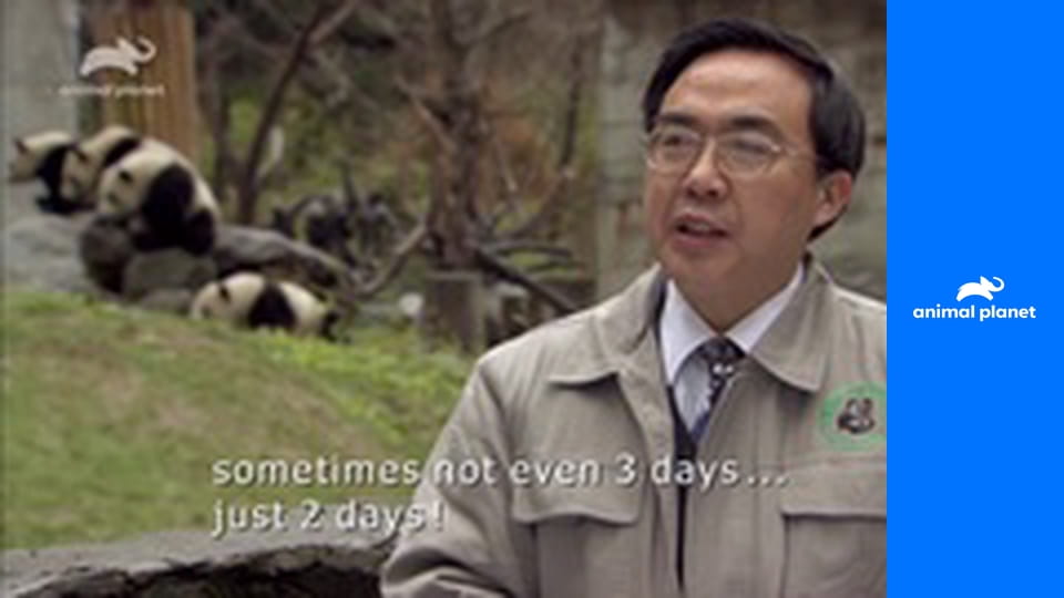 Pandí čtvrť S1E4 - Příběh Lu Lu