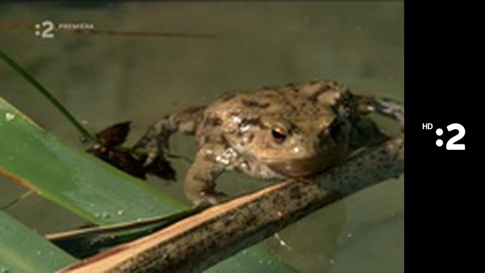 Byť tak zvieratkom E16 - Mníšik