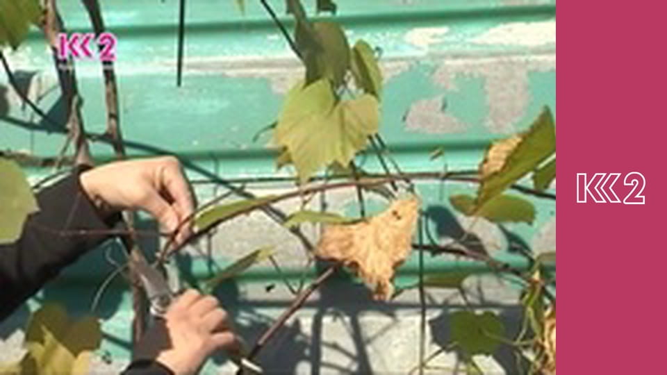 Удачний проект S1E26