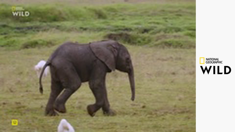 Instinkty zabijáka S1E5 - Zrozen k běhu