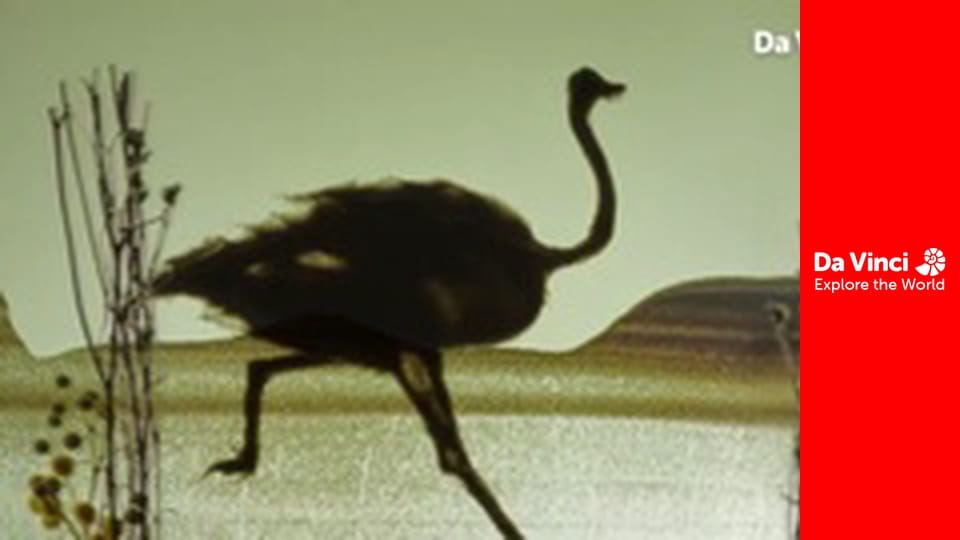 Дитинчата - Страуси