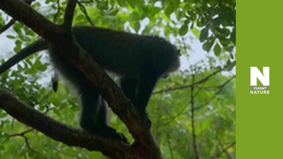 Рятувальники тварин у Малаві - Сезон 2 - Прощання з крокодилом