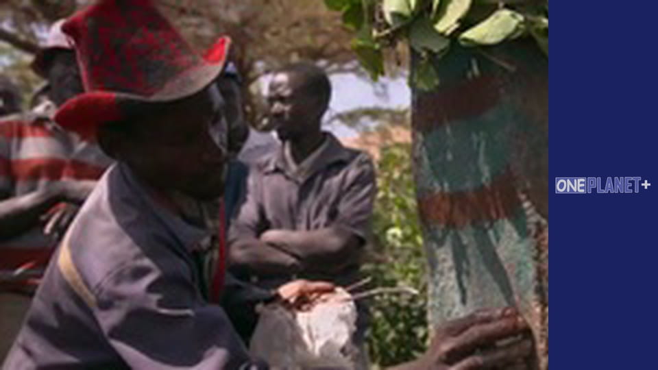 Подорож у Минуле, Випуск 7