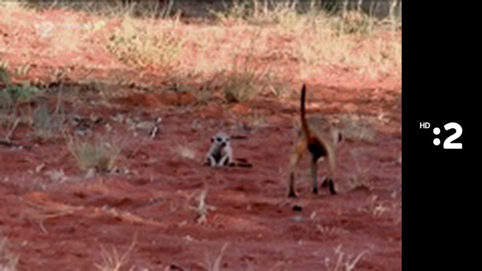 Byť tak zvieratkom E26 - Žirafa