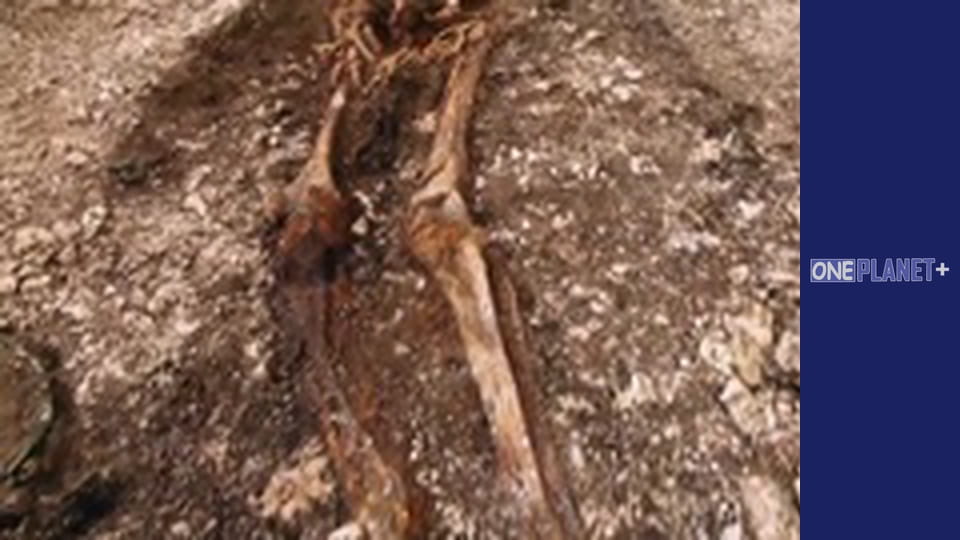 Подорож у Минуле, Випуск 8