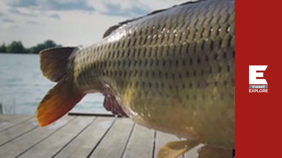 Monster Carp - Holland