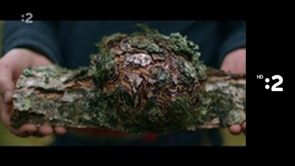 O stromoch a lesoch E4 - Breza ďalekého severu