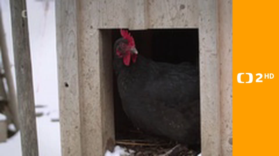 Nedej se - Sdílené slepice
